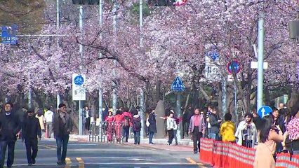 [날씨] 윤중로 봄기운 가득, 벚꽃 활짝...남해안 비 / YTN