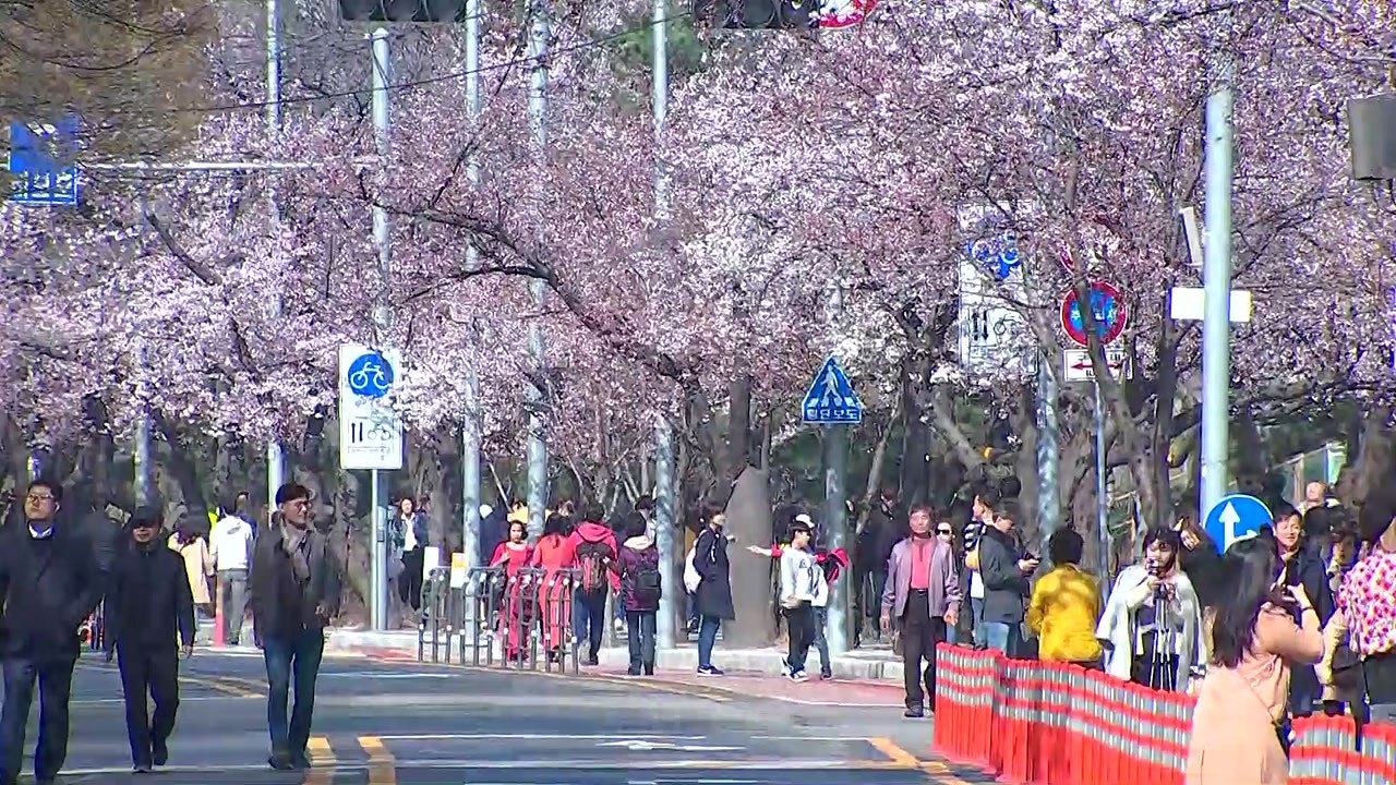 [날씨] 윤중로 봄기운 가득, 벚꽃 활짝...남해안 비 / YTN
