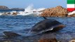Plastik ditemukan dalam perut paus sperma - TomoNews