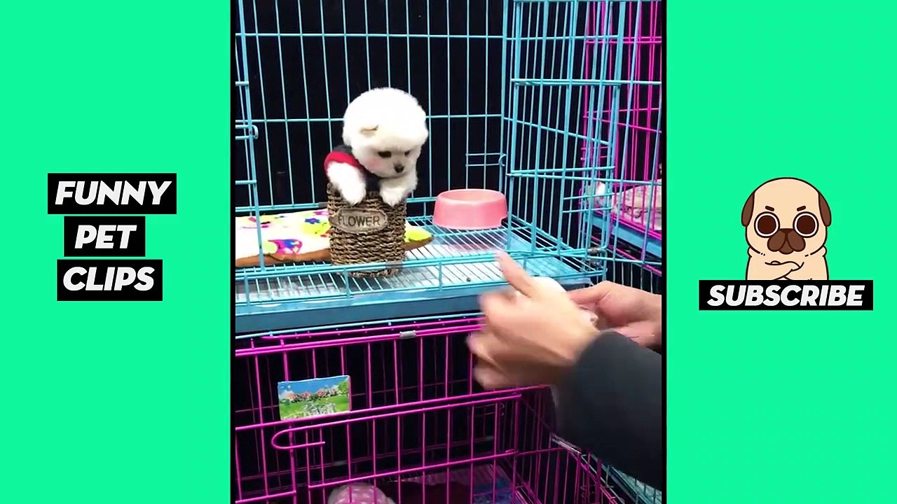 Funny Cute Animals: Tik Tok Pets #49