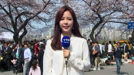 [날씨] 윤중로 벚꽃 활짝, 내륙 화창...남해안 비 / YTN