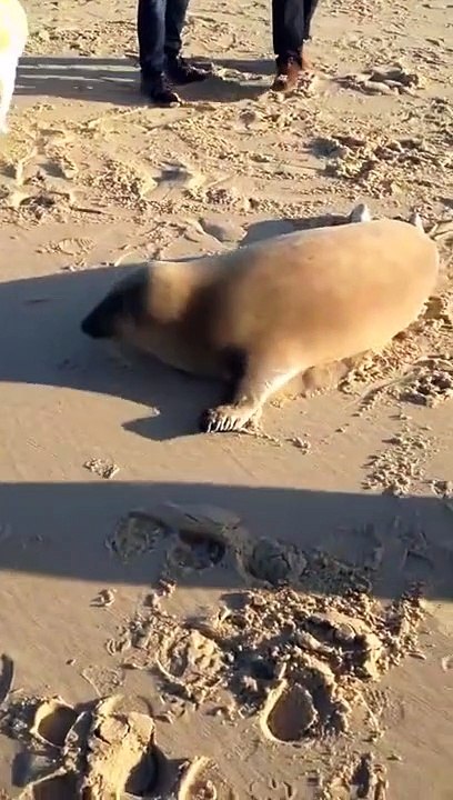 Esta foca y este perro son muy buenos amigos