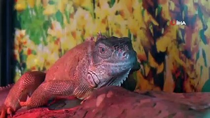 5 Yıldır Beslediği İguana En Yakın Arkadaşı Oldu