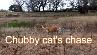 Chubby cat's chase