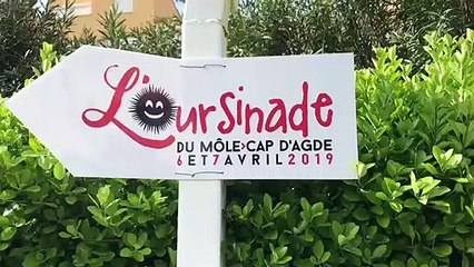 L'oursinade 2019 au Cap d'Agde