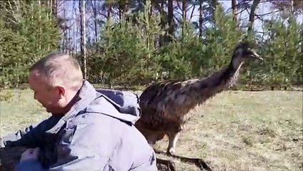 Gardening with the Emus