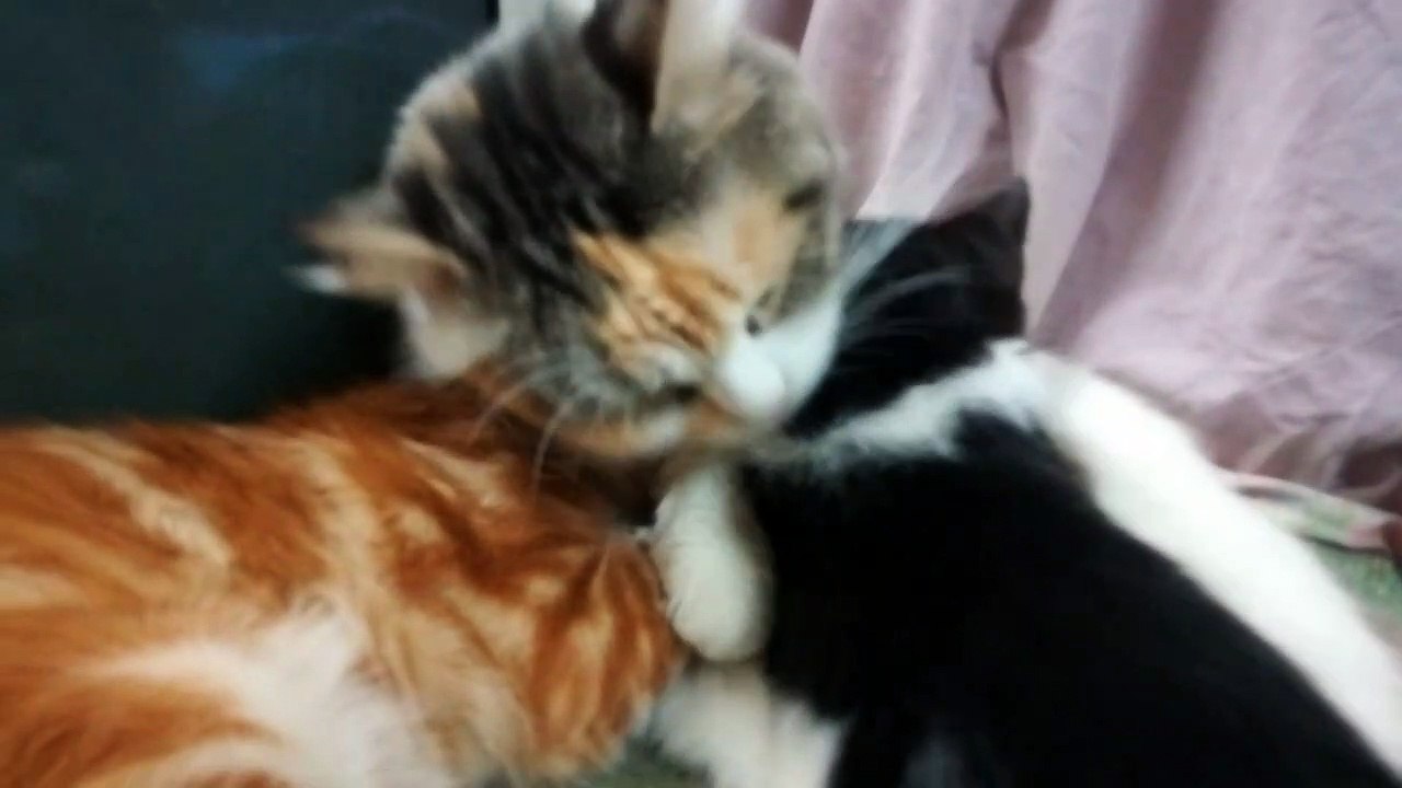 Mommy cat Shower Her Babies While Drinking Milk