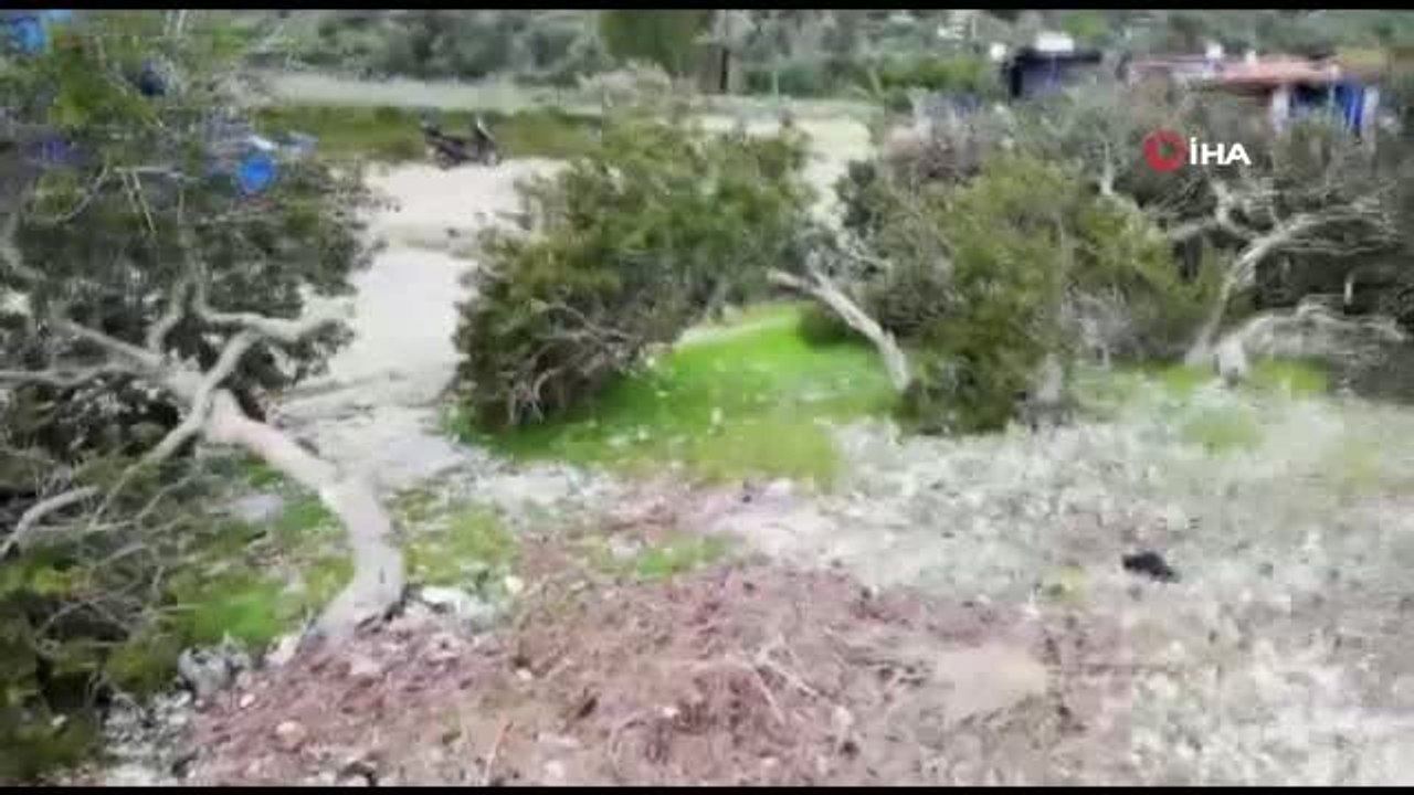 Akbük Sahilindeki Onlarca Ağaç Katledildi
