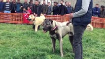 Türk Çoban Köpekleri Festivali - AFYONKARAHİSAR