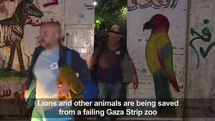 Lions, other animals, to be saved from failing Gaza zoo