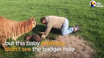 Yavru Lamanın Kurtarılma anı !