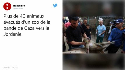 Bande de Gaza. Plus de 40 animaux évacués d’un zoo vers la Jordanie