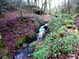 Chant des oiseaux et bruit d'un ruisseau en sous bois en Bretagne 