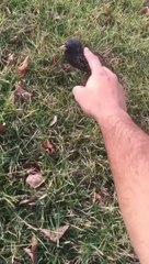 Amitié incroyable entre un homme et un oiseau