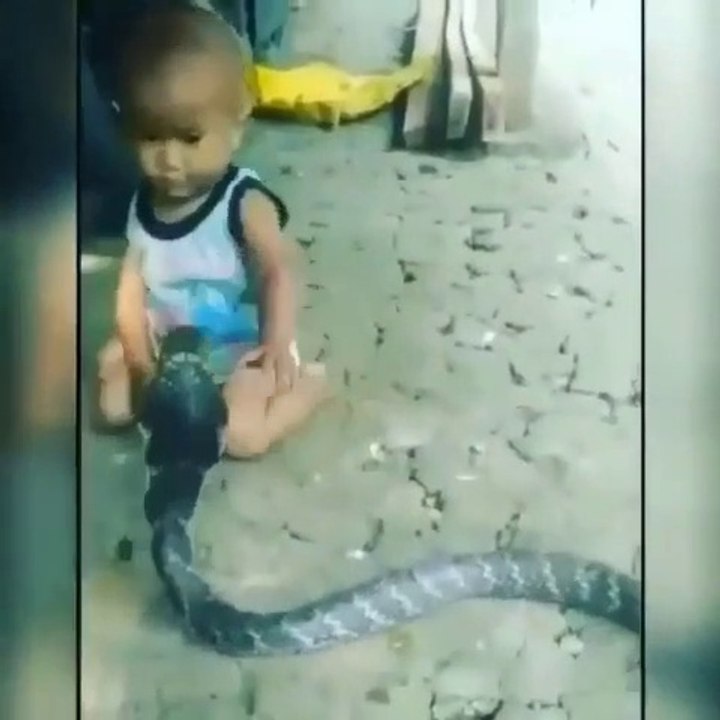 Ce bébé joue avec un cobra...
