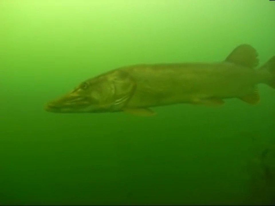 Un plongeur découvre un brochet de 1m50 : monstre d'eau douce