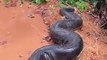Des habitants brésiliens trouvent un énorme anaconda en bord de route
