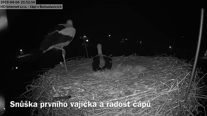 Ce couple de cigognes célèbre son premier oeuf : parade magnifique