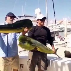 Fok Balığının Saldırı Anı .!