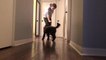Dog Performs Dance Routine with Owner