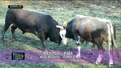 MEDONJA PASA PODGREDINA STIJENA 2018 KOD TUNJARA