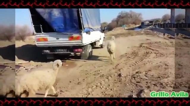 Ovejas Desquiciadas - Cabras y Ovejas Locas