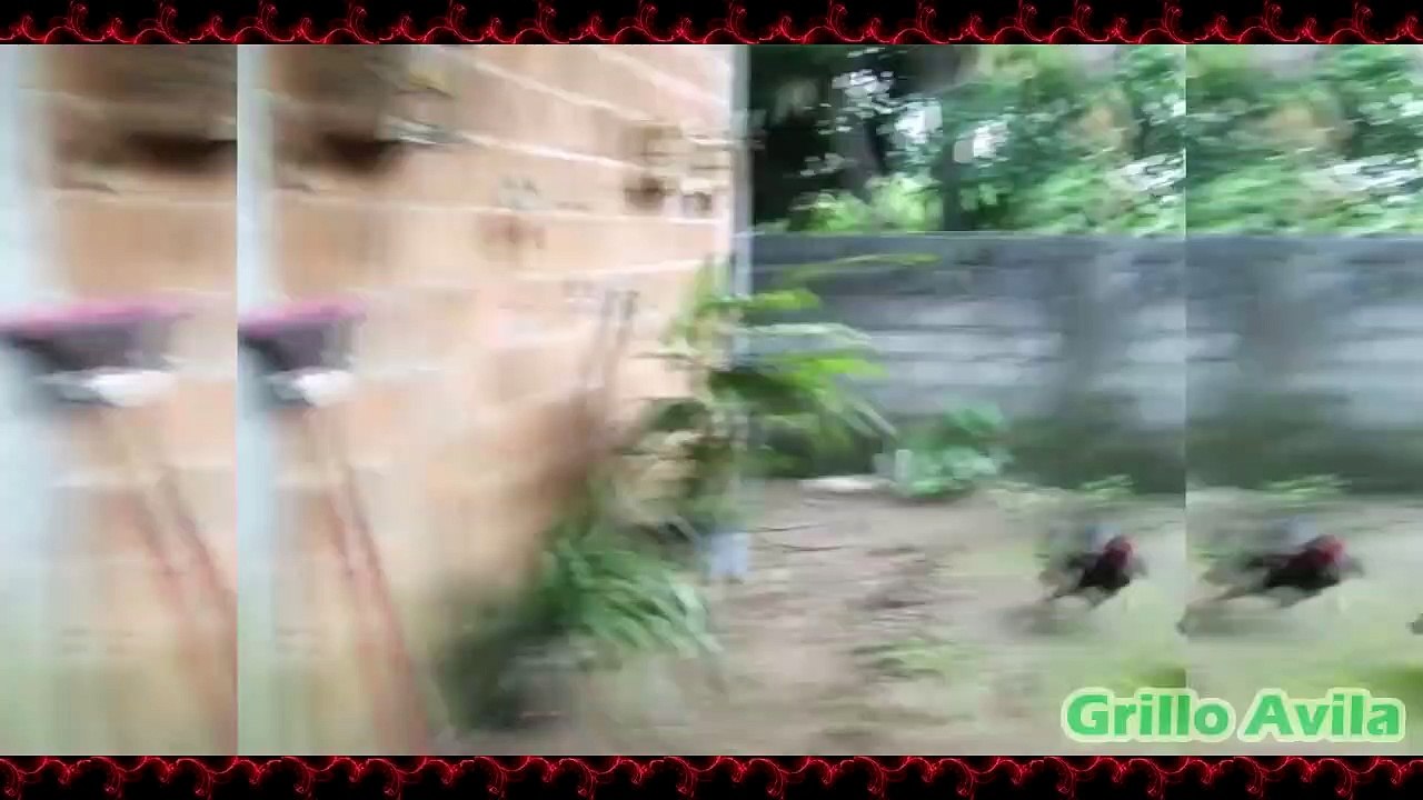 Perro VS Gallito y Pajarito VS Gallo