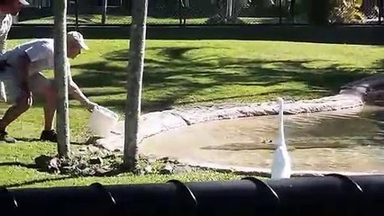 Laughter Videos of Wild Animals.  Funny animals videos