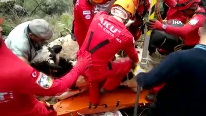 Ormanlık Alanda Mahsur Kalan İneği Kuşadası Akut Ekibi Kurtardı