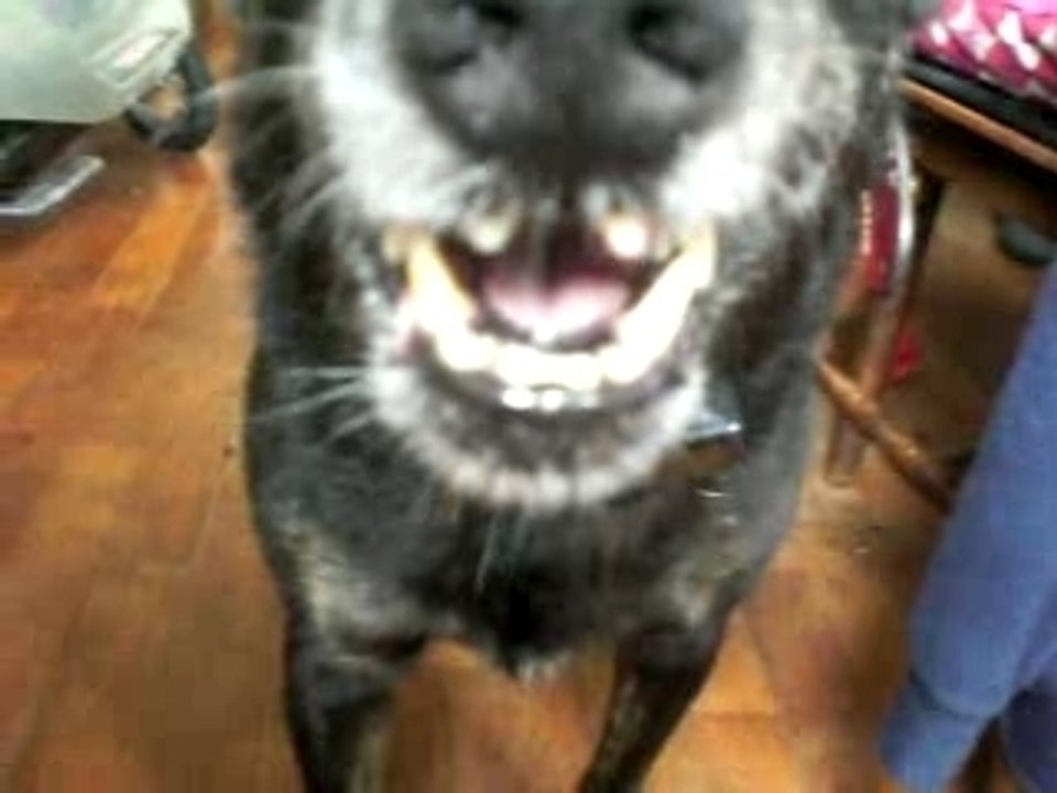 Kwai kwai chien en furie chien parisien taïwanais chien en colère angry dog perro enfadado