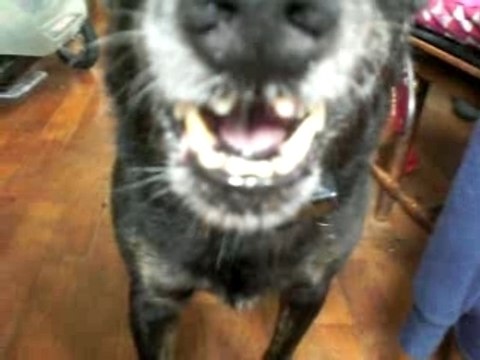 Kwai kwai chien en furie chien parisien taïwanais chien en colère angry dog perro enfadado