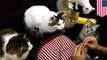 Program penelitian Amerika paksa kucing makan daging kucing - TomoNews