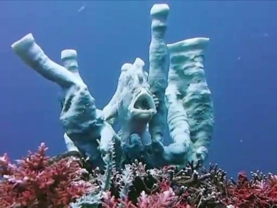 Frogfish Performs Underwater Show