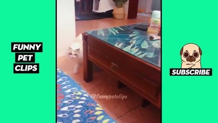 Funny Cute Animals: Tik Tok Pets #60