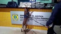 PRF apreende mais de 15 quilos de droga em Cascavel com a ajuda de cães farejadores
