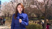 [날씨] 도심 속 벚꽃 활짝...건조특보 속 동해안 강풍 / YTN