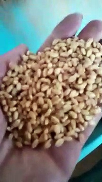 gravity separator for wheat depot- COFCO E&T Zhengzhou