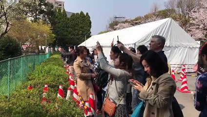 Japonya'da 'kiraz çiçeği' zamanı - TOKYO