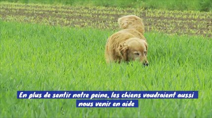 Les chiens sont toujours prêts à nous porter secours !