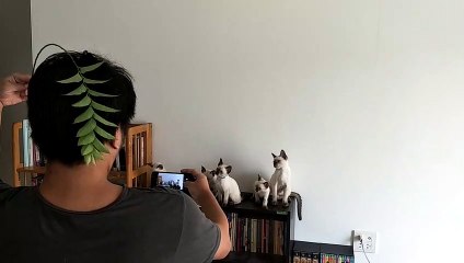 This is how you get six Siamese kittens to pose for a photo