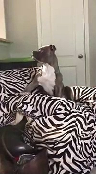 Un chien chante sur sa chanson favorite