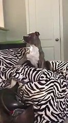 Un chien chante sur sa chanson favorite