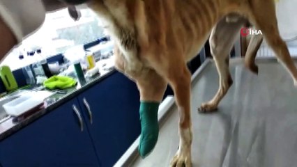 Yaralı köpekler için seferber oldular