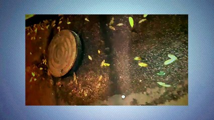 Mal cheiro em bueiro causa reclamação no Periolo