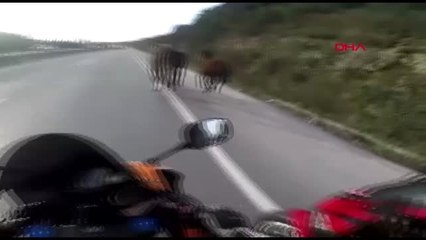 İstanbul- Şile Yolunda Motosikletliler Atlarla Karşılaşınca