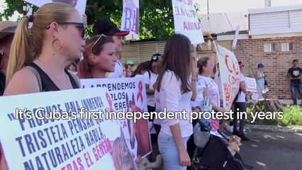 Cubans call for animal rights law