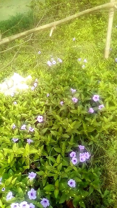 Rare flower