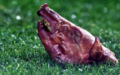 أغرب الأشياء التي رماها الجمهور على نجوم الكرة المستديرة