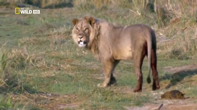 Botsvana Vahşi Yolculuk Türkçe Belgesel