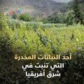 10 معلومات لا تعرفها عن مخدر القات